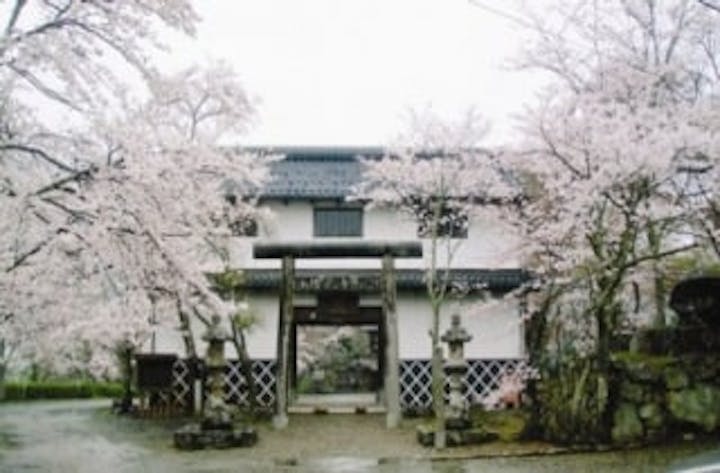 山家城址の桜