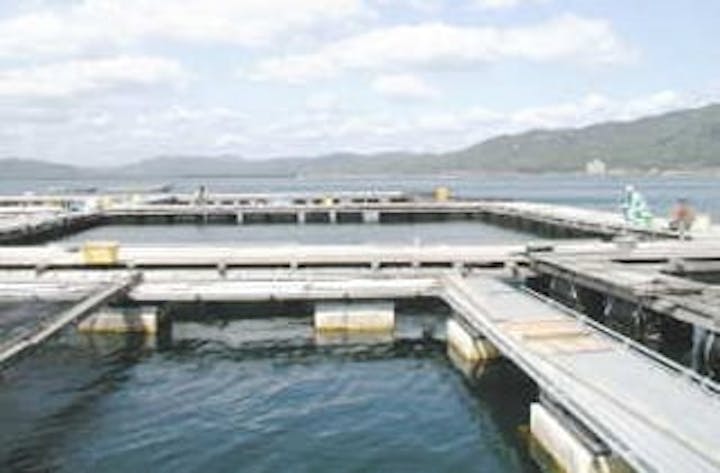 田井観光フイッシング