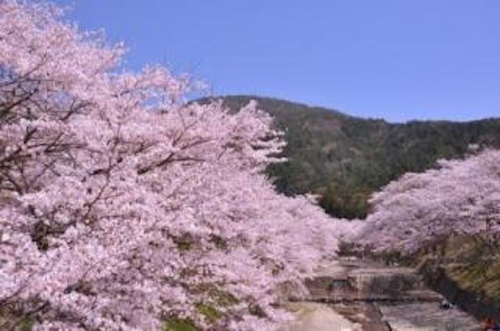 七谷川の桜 アソビュー