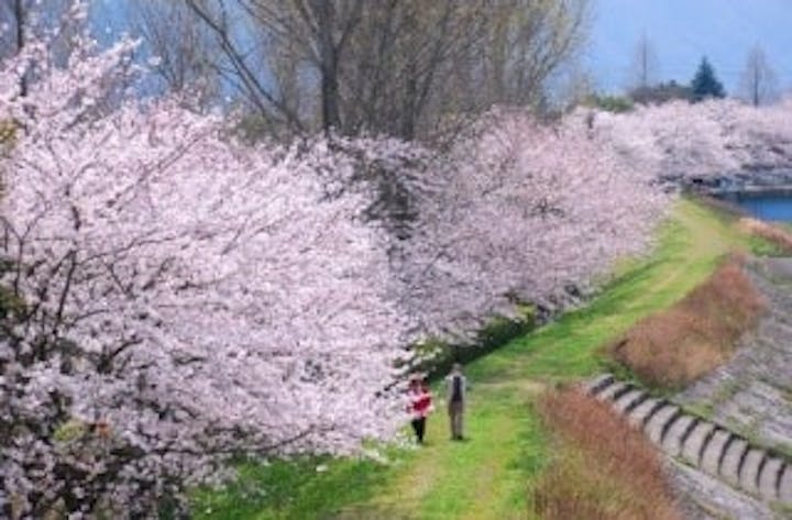 亀岡運動公園の桜