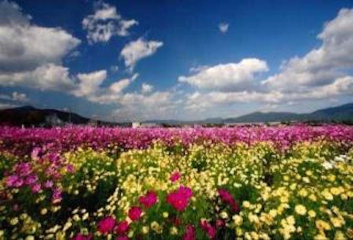 京都丹波／亀岡夢コスモス園