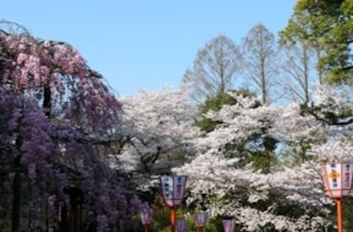 子ども動物園の桜