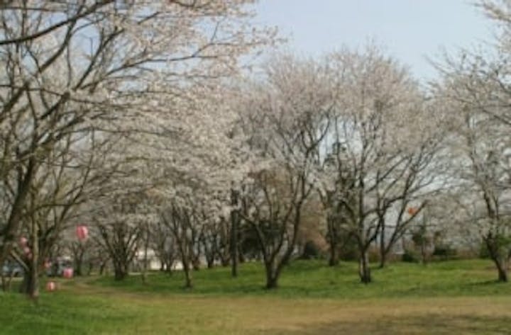 大宮町の桜