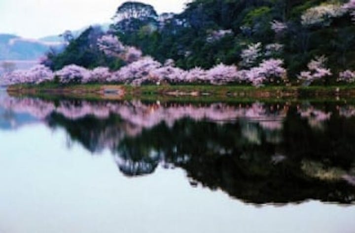 離湖の桜