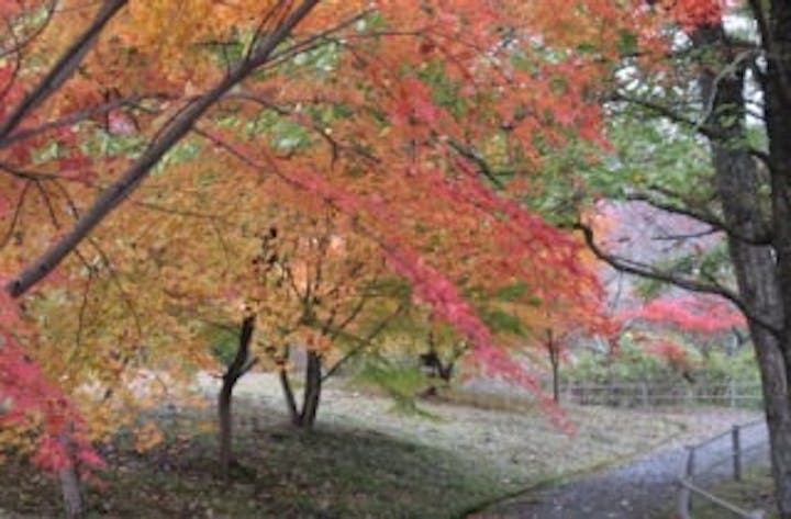 大野ダム公園の紅葉