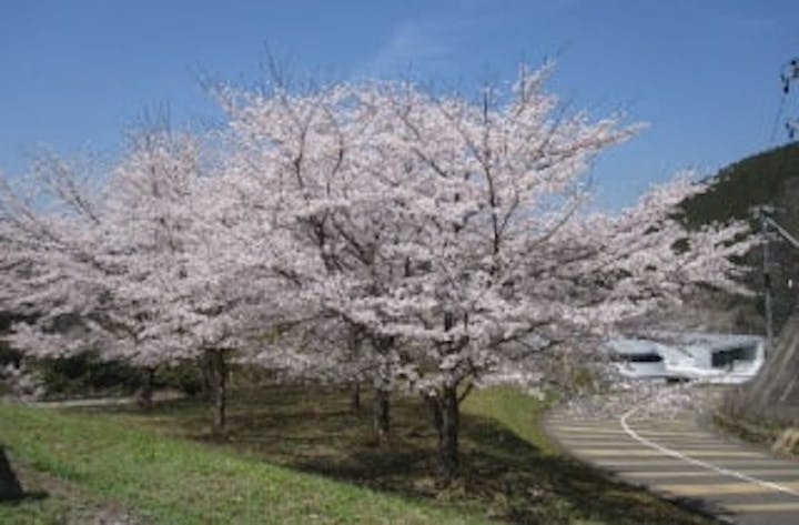 日吉ダムの桜