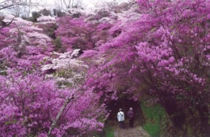 神童寺の桜