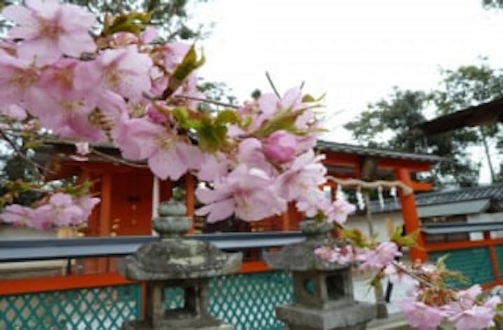 岡田鴨神社の桜