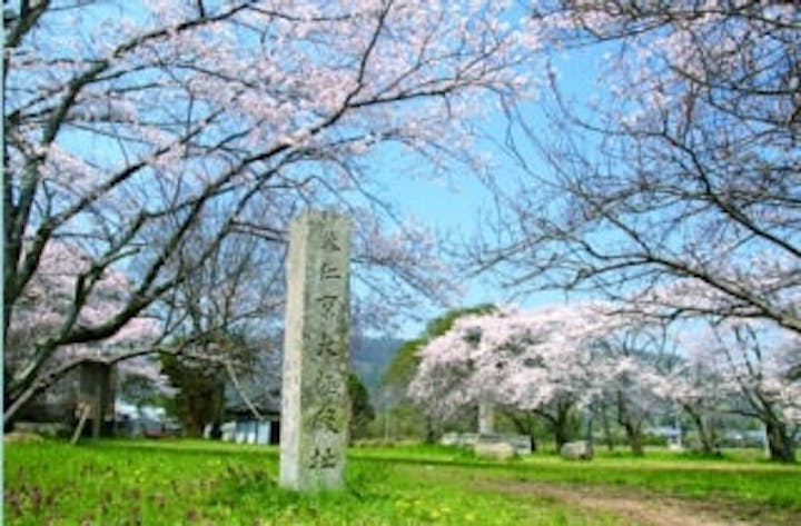 恭仁宮跡の桜