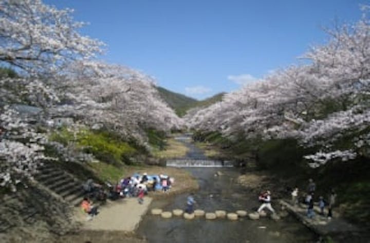 井出町の桜