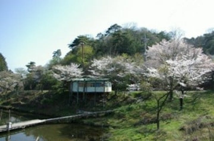 くつわ池の桜