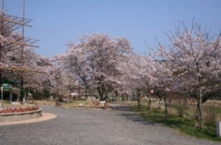 笠置キャンプ場の桜