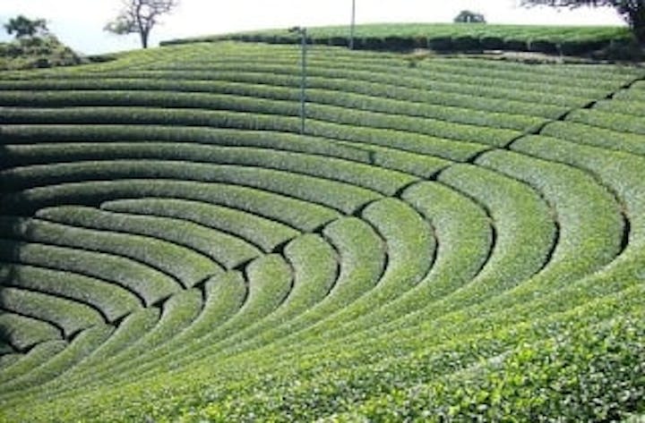 宇治茶の郷 和束の茶畑 アソビュー