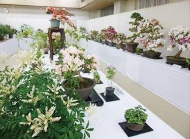 さつき山野草展