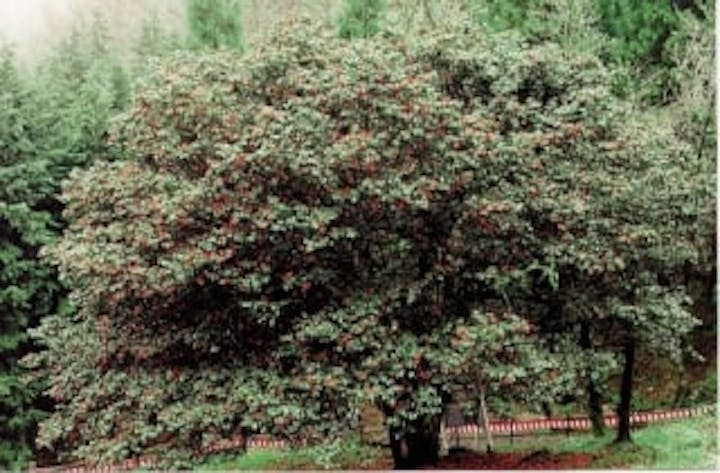 滝の千年ツバキ