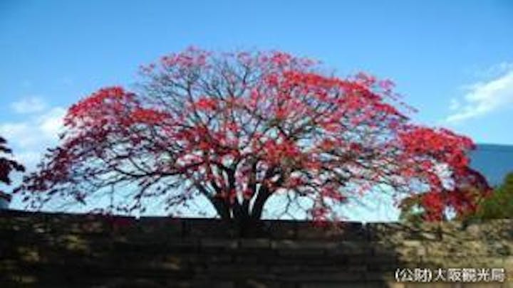 大阪城公園　紅葉見頃