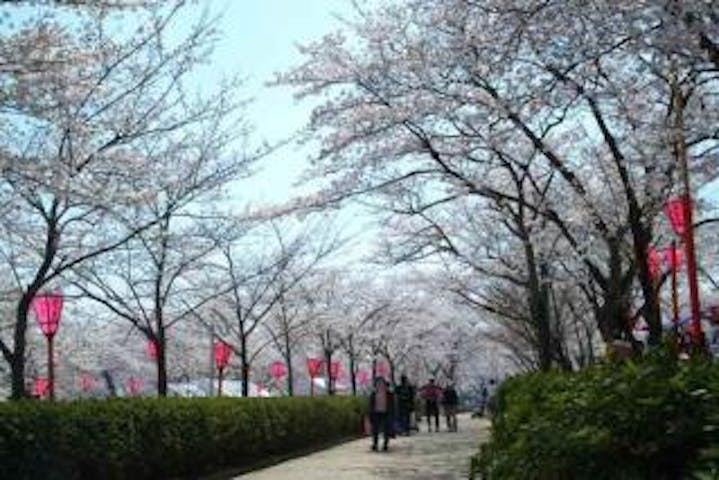 【2021年開催中止】摂津峡桜まつり