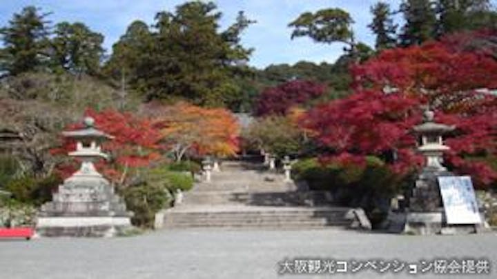 延命寺 観心寺 天野山金剛寺 もみじ アソビュー 延命寺 観心寺 天野山金剛寺 もみじ アソビュー