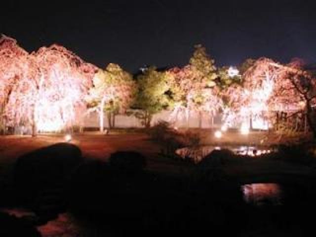 好古園夜桜会