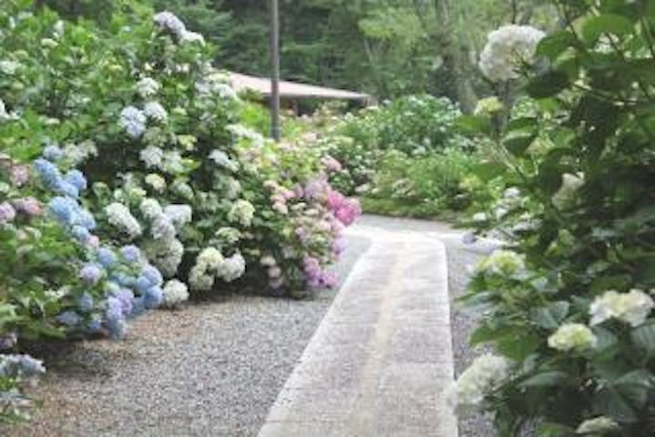都麻乃郷あじさい園