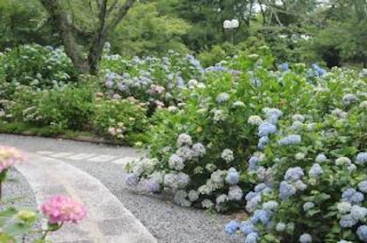 【2021年開催中止】あじさいまつり