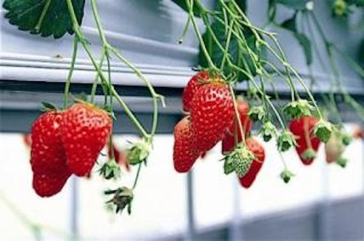 内山いちごの国