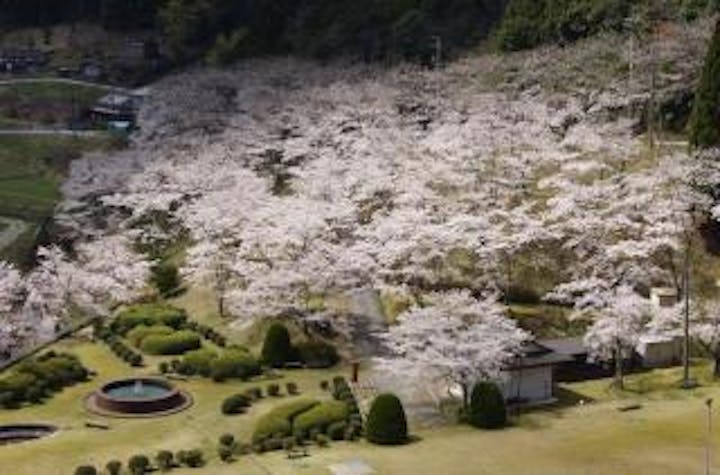 大杉ダム自然公園の桜