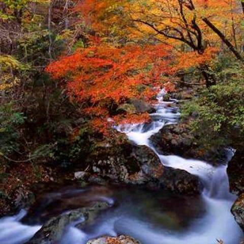 赤西渓谷の紅葉