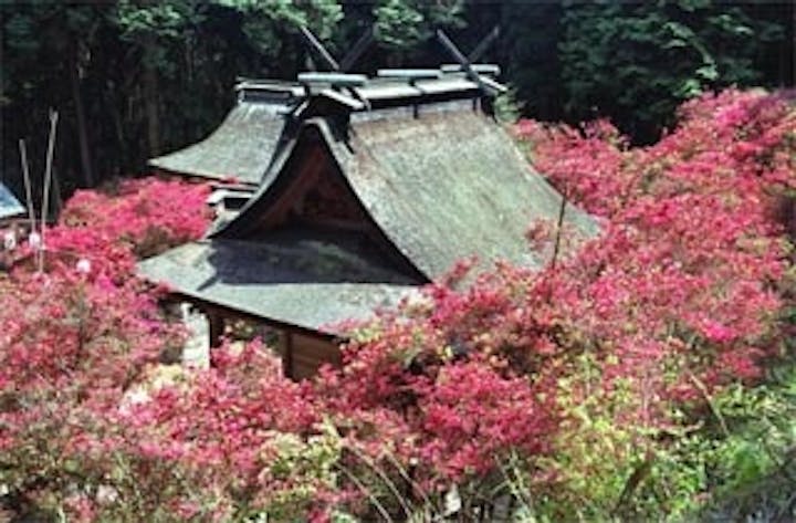 一の宮神社の霧島つつじ