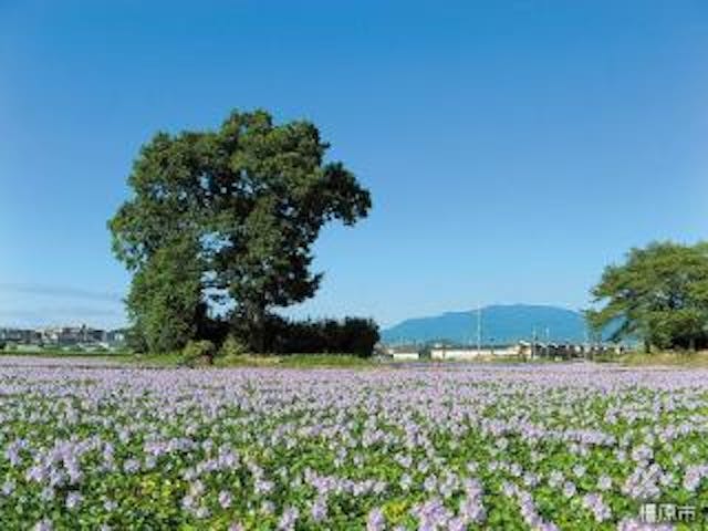 本薬師寺跡ホテイアオイ