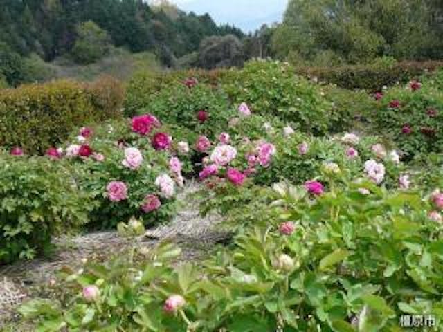 万葉の丘スポーツ広場ボタン園