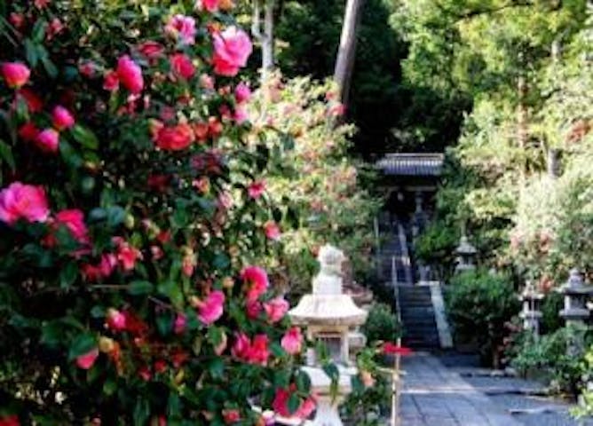 椿まつり（奈良県桜井市）