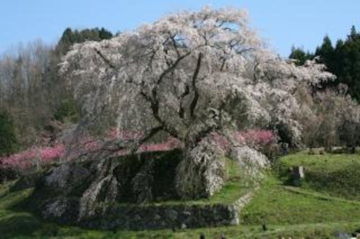 本郷の瀧桜（又兵衛桜）