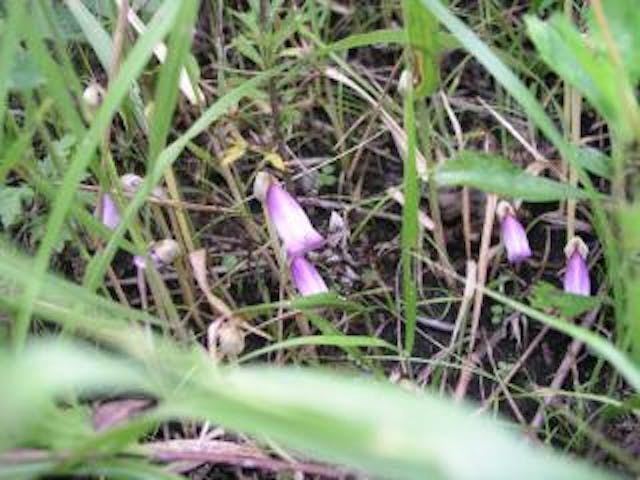 曽爾高原のナンバンギセル