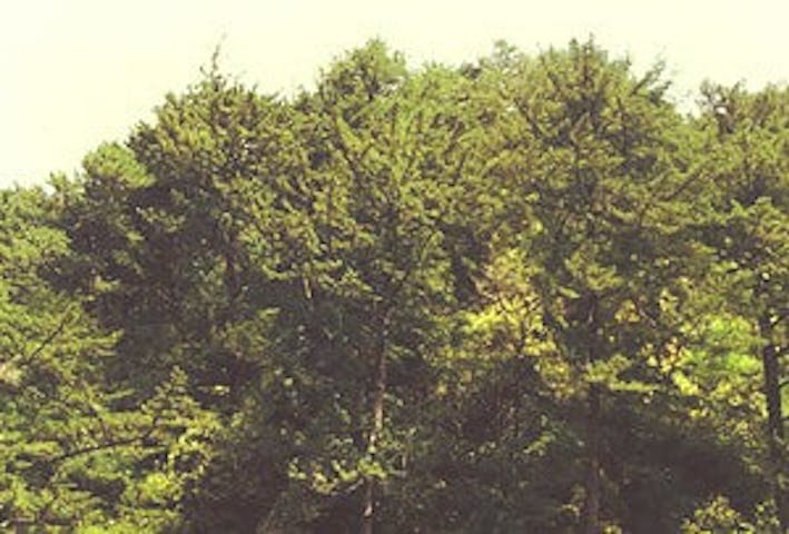 トガサワラ原始林