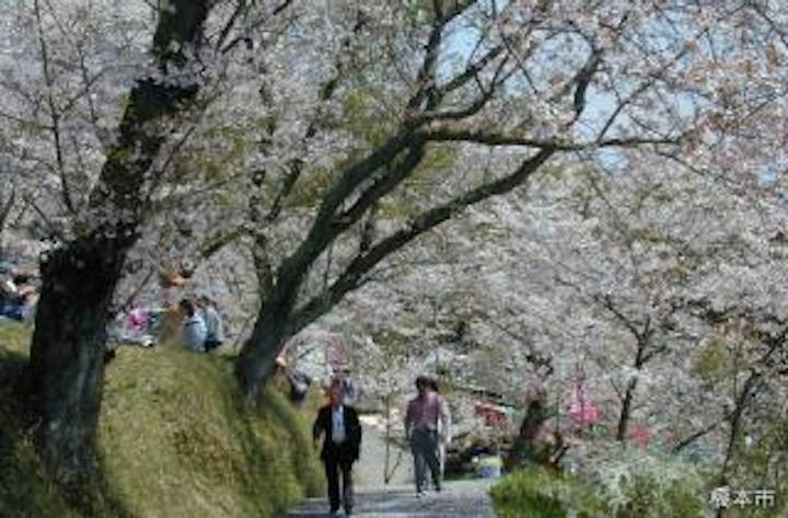 高野口公園桜まつり