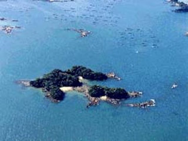 神島の暖地性植物