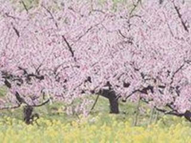 河南の桃源郷ハイキングコース