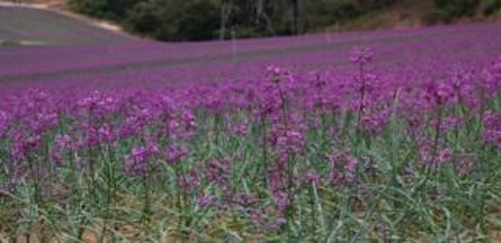 ラッキョウの花