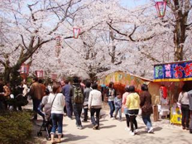 打吹公園の桜・ツツジ