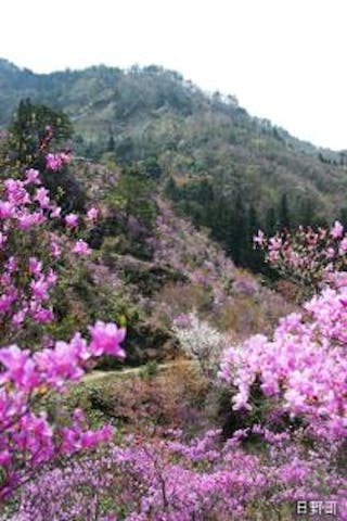 滝山公園つつじまつり