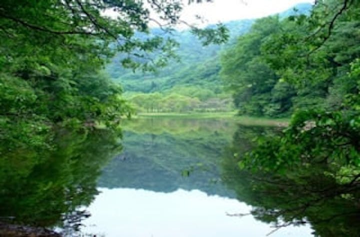 地倉沼のモリアオガエル