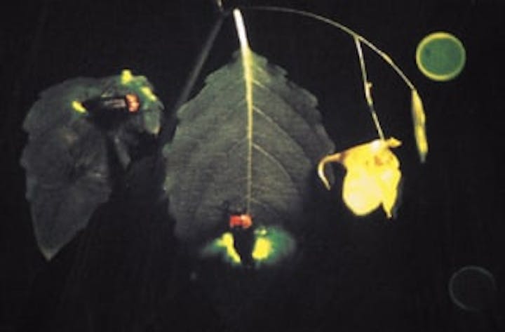 津和野町部栄／ほたる