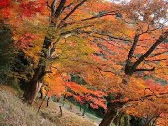 天神山／つつじ