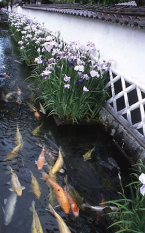 殿町通り／しょうぶ