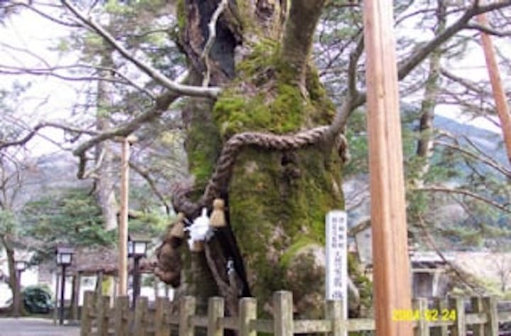 弥栄神社のケヤキ