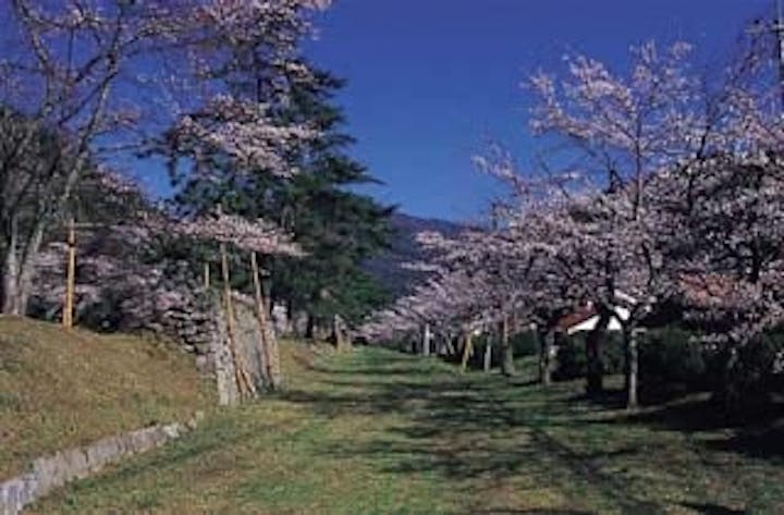 鷲原公園／さくら
