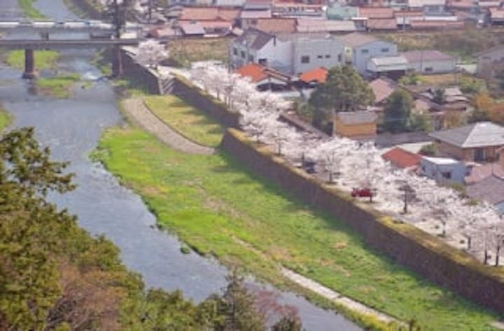 殿町・森村河川敷歩道周辺／さくら