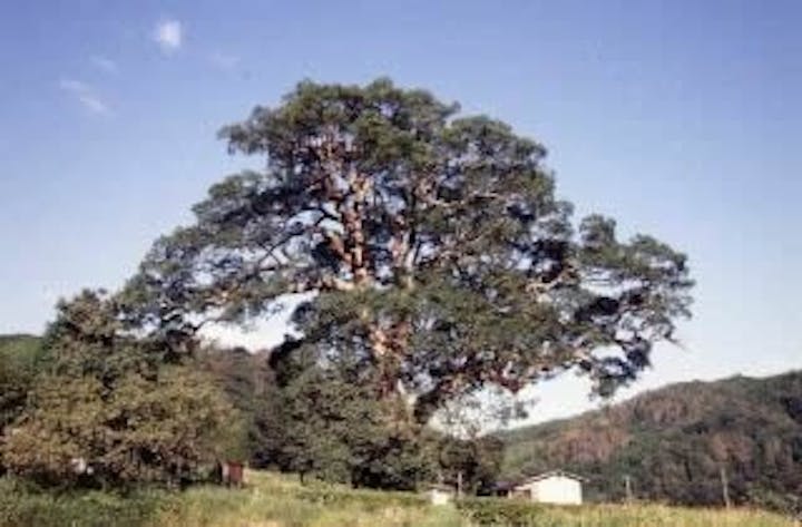 大元神社跡の樟