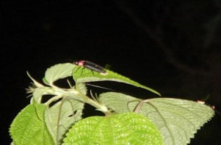 【2020年中止】湯来温泉ホタルまつり